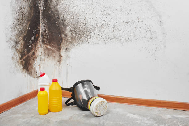 Best Mold Removal Process  in , VA