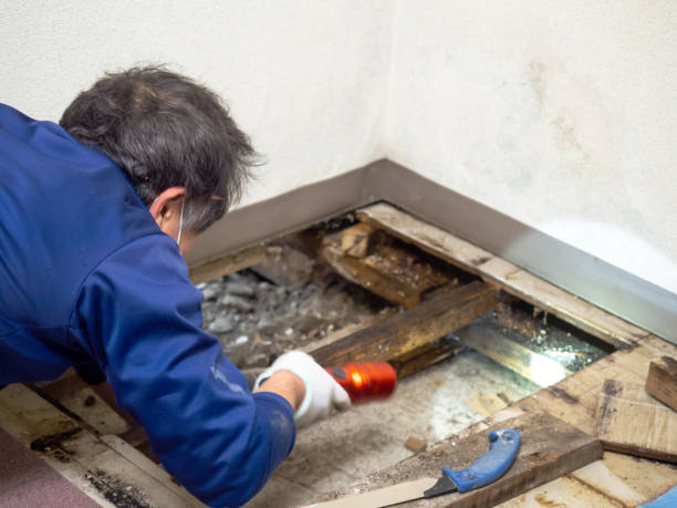 Best Affordable Mold Removal  in , VA