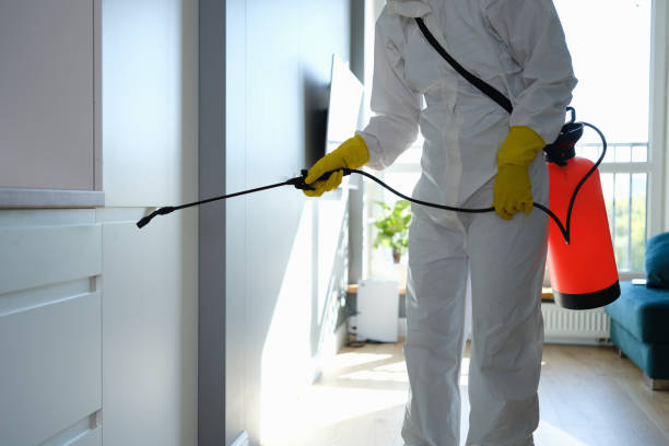 Best Mold Removal Process  in , VA