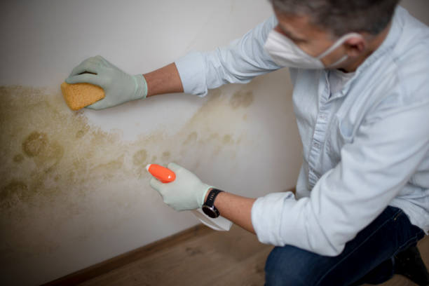 Best Black Mold Removal  in , VA