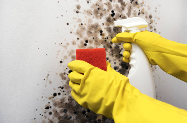 Best Certified Mold Removal  in , VA