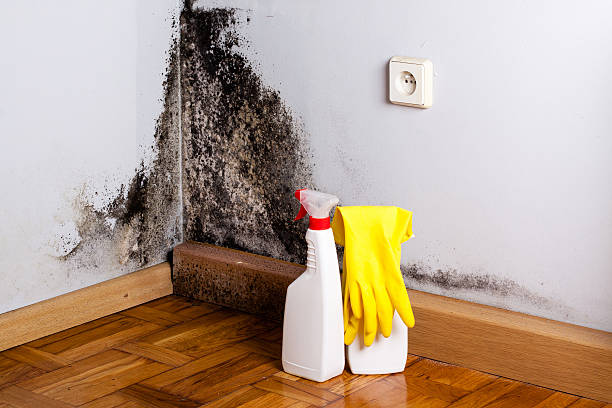 Best Mold Inspection  in , VA