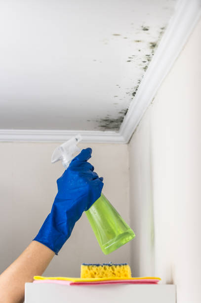 Best Toxic Mold Removal  in , VA