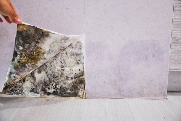 Best Attic Mold Removal  in , VA
